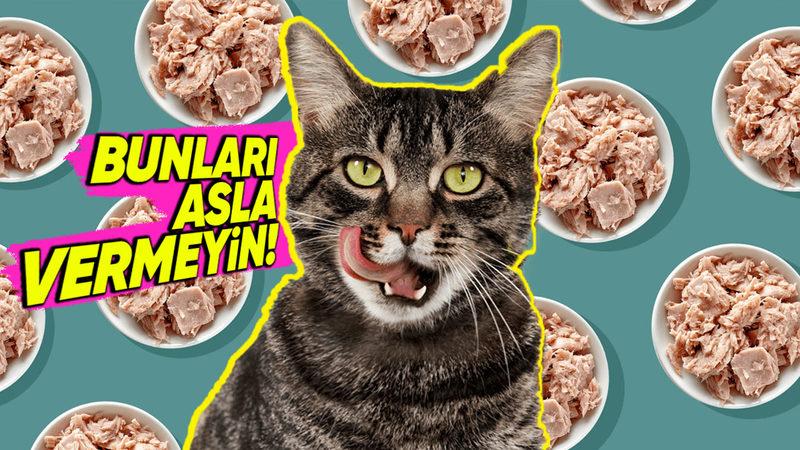 Kedinizi Canından Etmek İstemiyorsanız Asla Vermemeniz Gereken Besinler