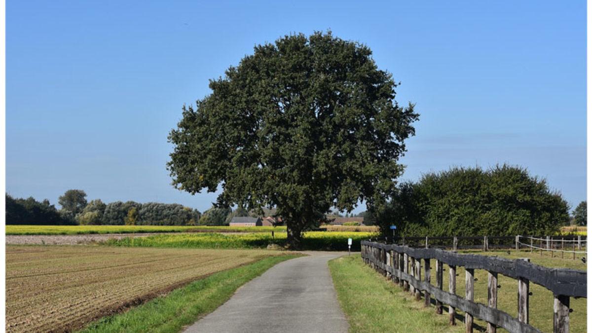 Bir Ağacın Ondan Uzaklaştıkça Neden Daha Koyu Göründüğünü Açıklıyoruz: Üstelik Ağaçlarla Sınırlı da Değil!
