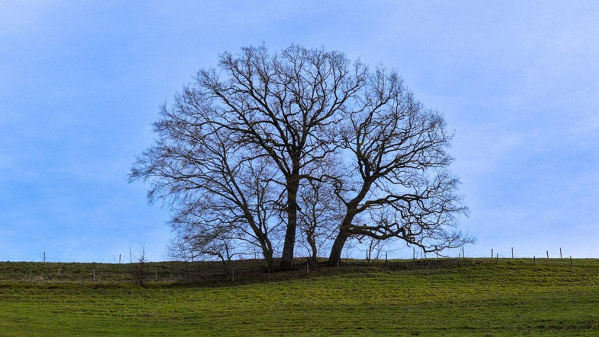 Bir Ağacın Ondan Uzaklaştıkça Neden Daha Koyu Göründüğünü Açıklıyoruz: Üstelik Ağaçlarla Sınırlı da Değil!
