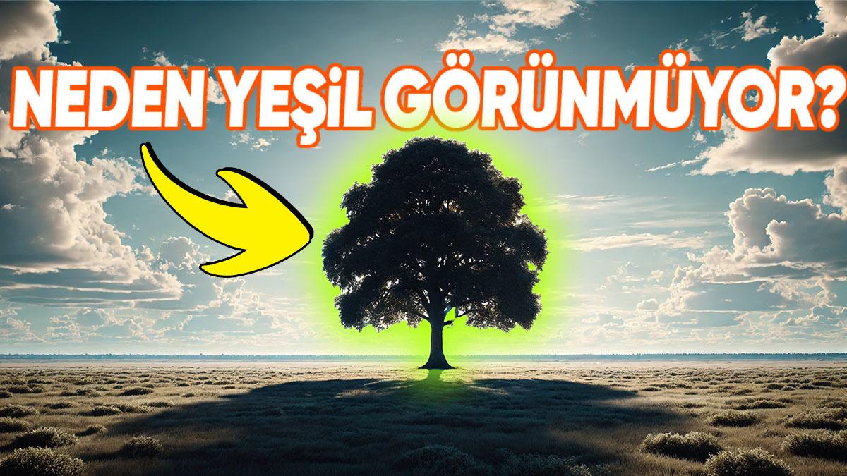 Bir Ağacın Ondan Uzaklaştıkça Neden Daha Koyu Göründüğünü Açıklıyoruz: Üstelik Ağaçlarla Sınırlı da Değil!