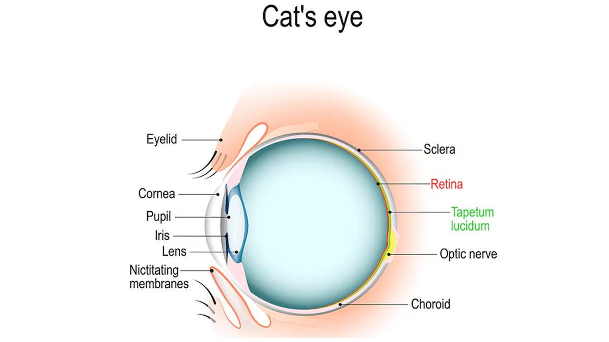 Gözlerimiz Karanlıkta Neden Kedilerinki Gibi Parlamıyor?