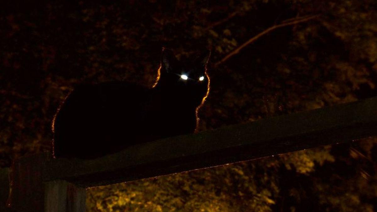 Gözlerimiz Karanlıkta Neden Kedilerinki Gibi Parlamıyor?