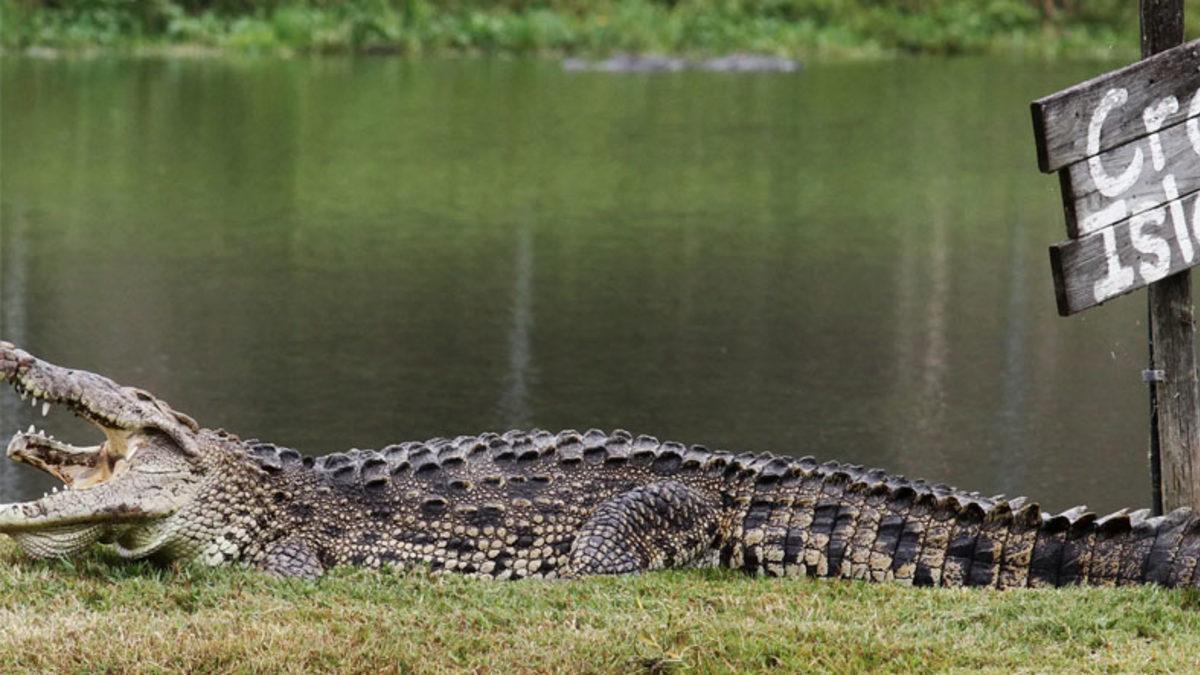 Amerika’da Yer Alan Bu Nükleer Santralde Neden Yüzlerce Timsah Var? (Hem de Ürüyorlar)