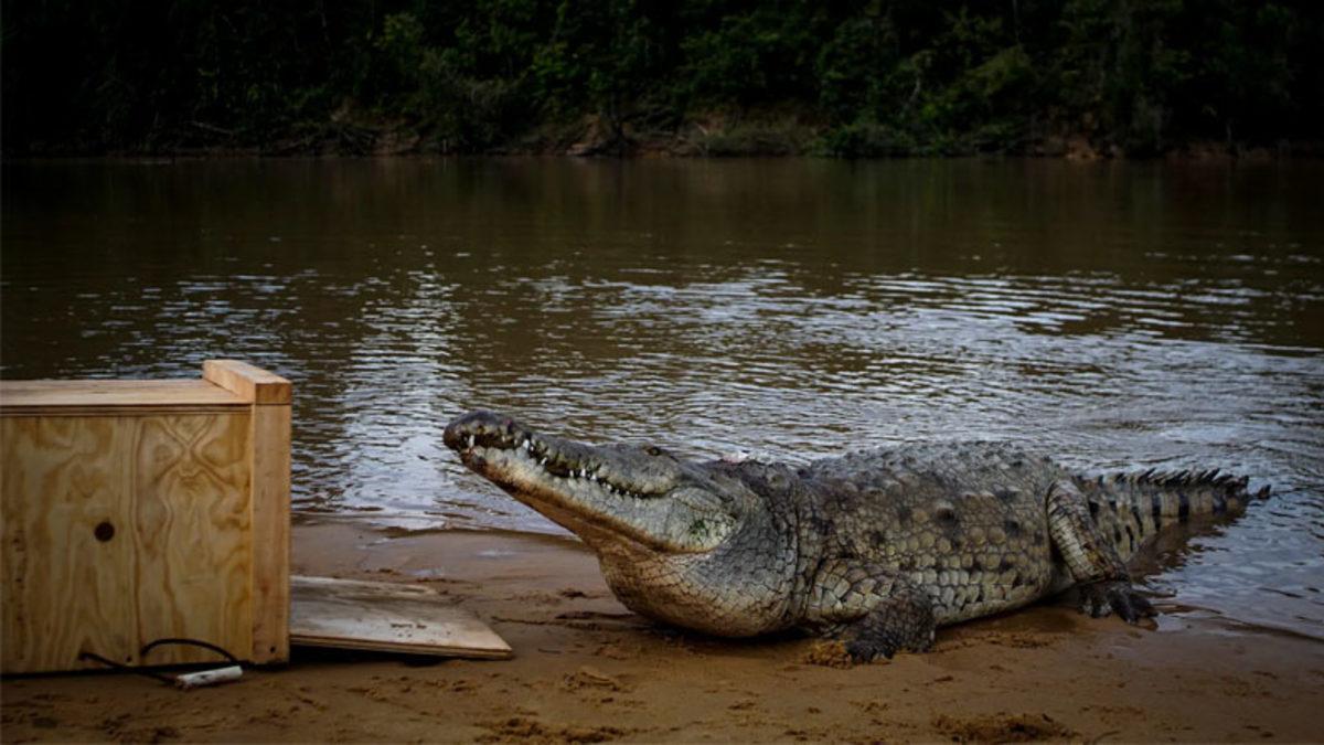 Amerika’da Yer Alan Bu Nükleer Santralde Neden Yüzlerce Timsah Var? (Hem de Ürüyorlar)