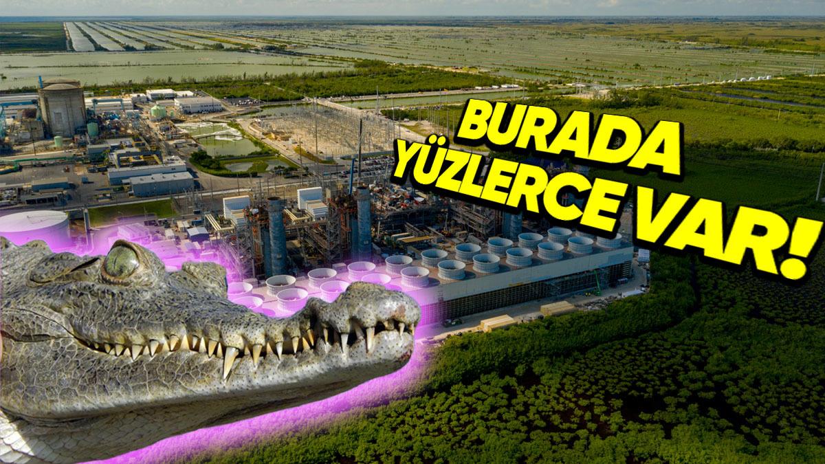 Amerika’da Yer Alan Bu Nükleer Santralde Neden Yüzlerce Timsah Var? (Hem de Ürüyorlar)