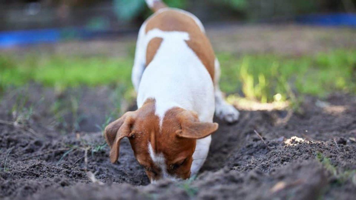 Bazı Köpekler Neden Toprak Yemeyi Bu Kadar Çok Seviyor? Sanki Altında En Lezzetli Kemik Gömülü!