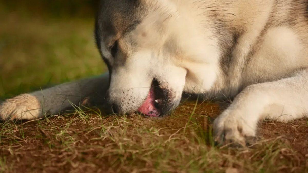 Bazı Köpekler Neden Toprak Yemeyi Bu Kadar Çok Seviyor? Sanki Altında En Lezzetli Kemik Gömülü!