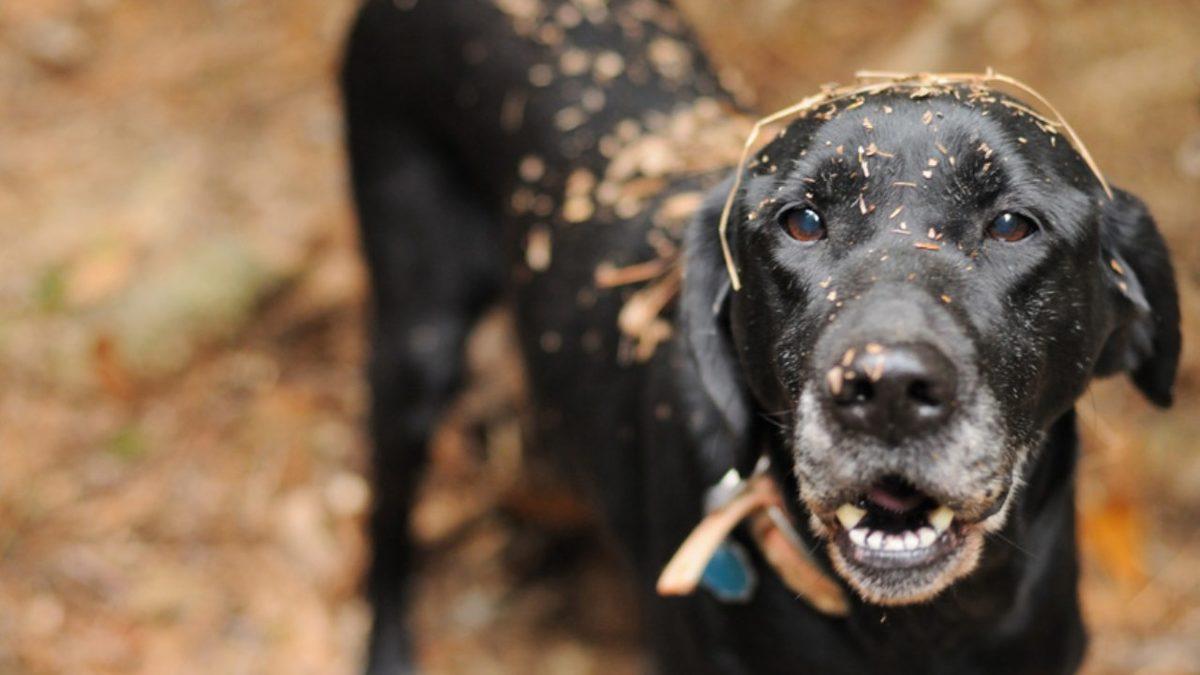 Bazı Köpekler Neden Toprak Yemeyi Bu Kadar Çok Seviyor? Sanki Altında En Lezzetli Kemik Gömülü!