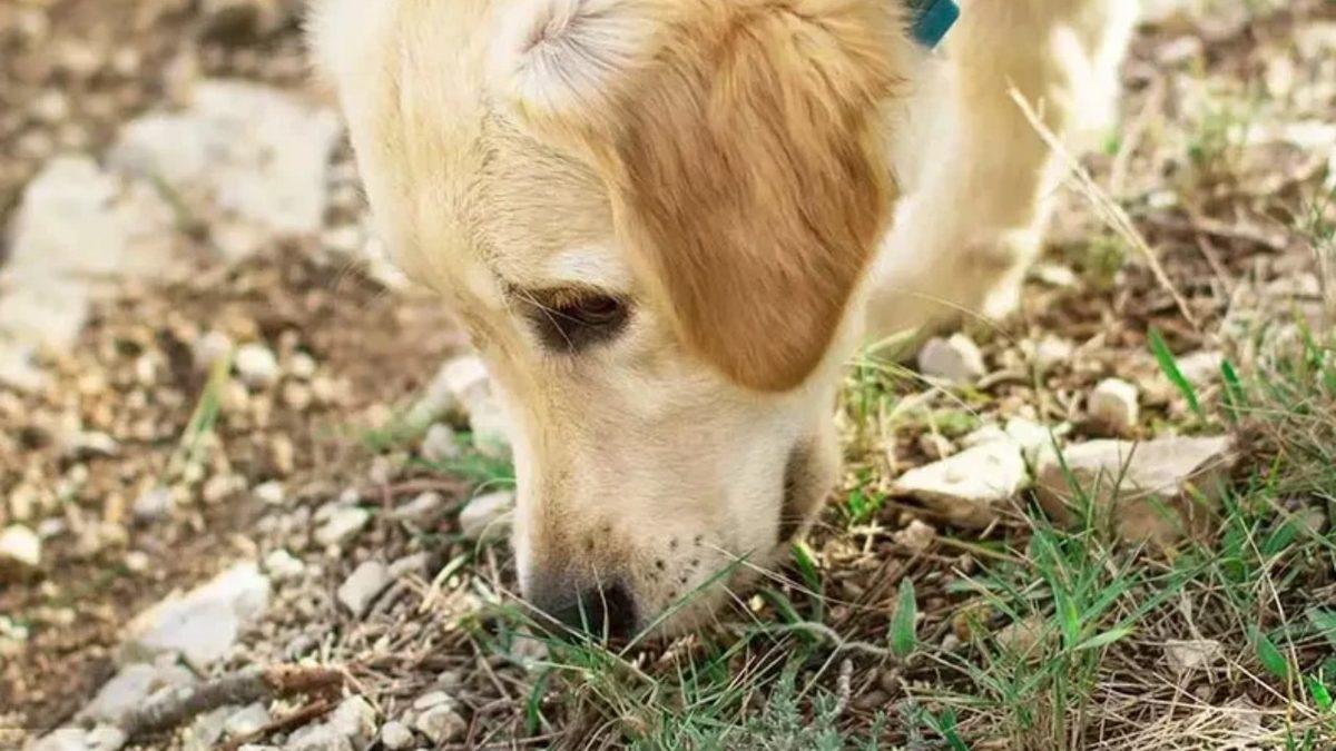 Bazı Köpekler Neden Toprak Yemeyi Bu Kadar Çok Seviyor? Sanki Altında En Lezzetli Kemik Gömülü!