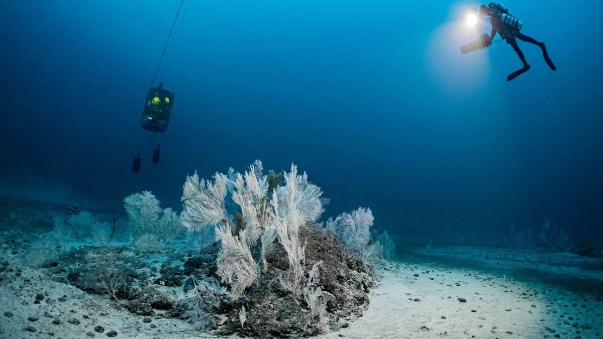 Akdeniz’in Tabanındaki Bu 1.300 Kusursuz Daire Aslında Neyin Nesi? Ne Zamandan Beri Oradalar?