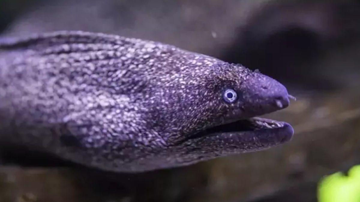 Bilim İnsanlarının Bakış Açılarını Değiştirerek Geleceğin Teknolojilerine Yön Veren 5 Hayvan