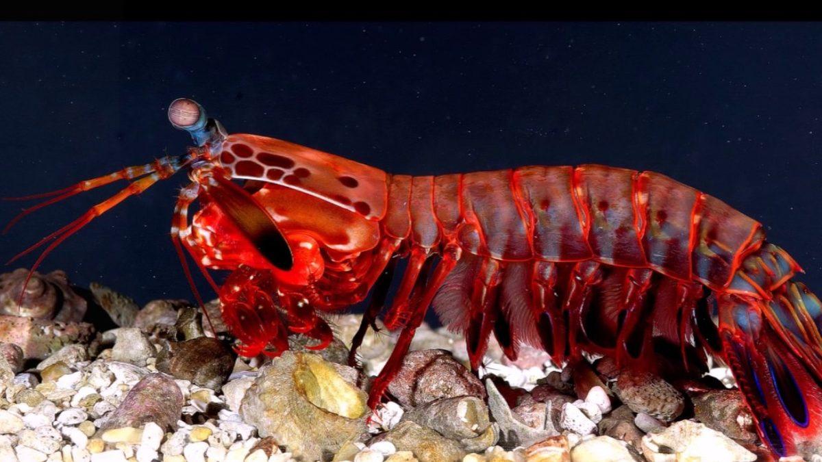 Bilim İnsanlarının Bakış Açılarını Değiştirerek Geleceğin Teknolojilerine Yön Veren 5 Hayvan