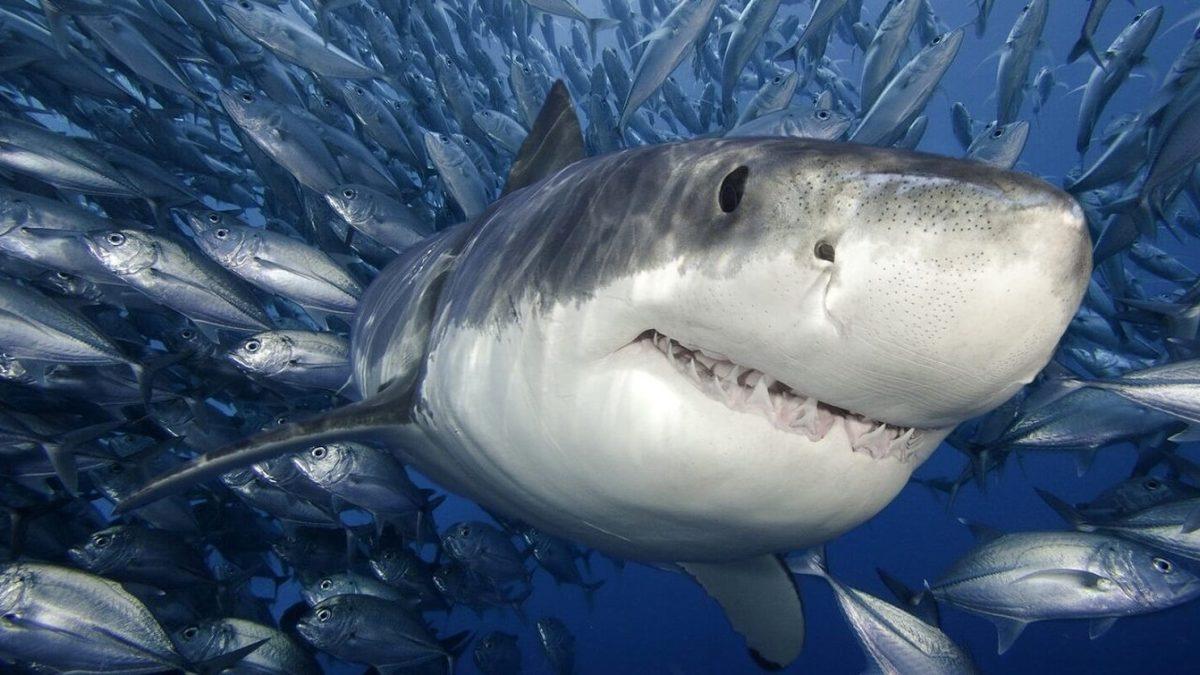 Bilim İnsanlarının Bakış Açılarını Değiştirerek Geleceğin Teknolojilerine Yön Veren 5 Hayvan