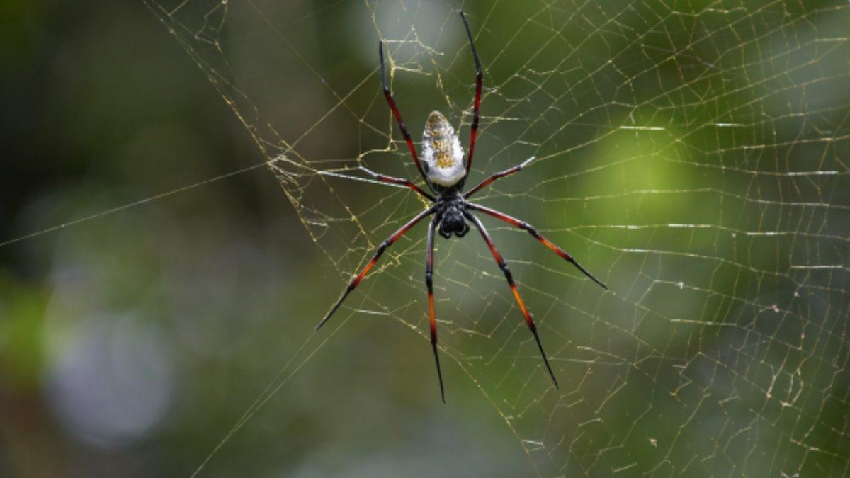 Bilim İnsanlarının Bakış Açılarını Değiştirerek Geleceğin Teknolojilerine Yön Veren 5 Hayvan