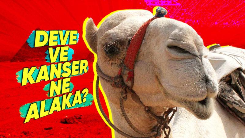 Kanser Tedavisinde Neden Develere İhtiyacımız Var? Mucizevi Bir Özelliğe Sahipler!