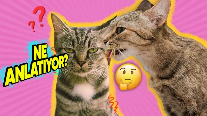Kediler Neden Birbirini Yalar? Size de Bir Şey Anlatıyorlar!