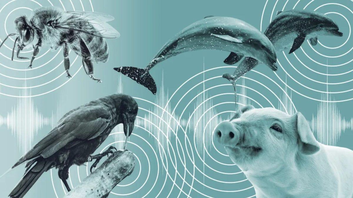 Bir Hayvan Farklı Bir Hayvan Türünün Dilini Algılayıp Ne Demek İstediğini Anlayabiliyor mu?