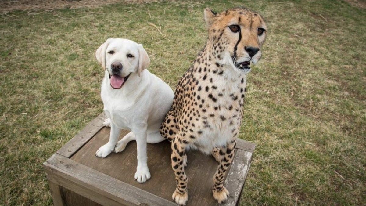 Hayvanlar da Tıpkı İnsanlar Gibi Birbirleri İle Dost Oluyor mu?