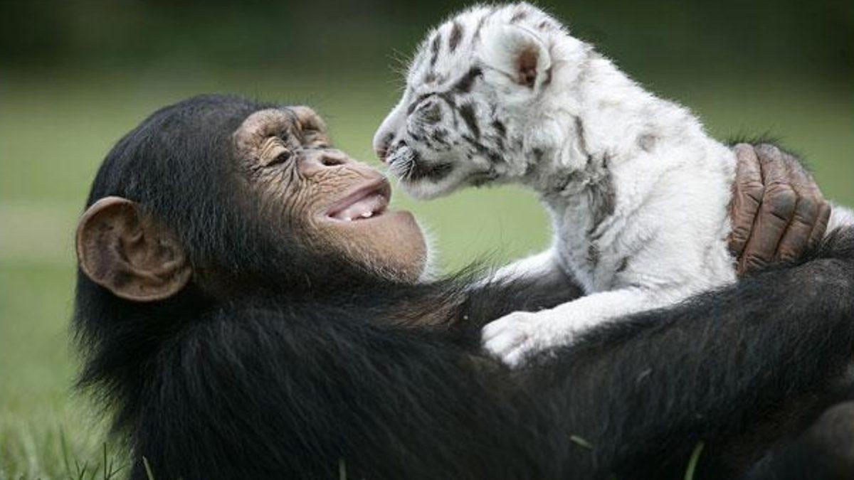 Hayvanlar da Tıpkı İnsanlar Gibi Birbirleri İle Dost Oluyor mu?