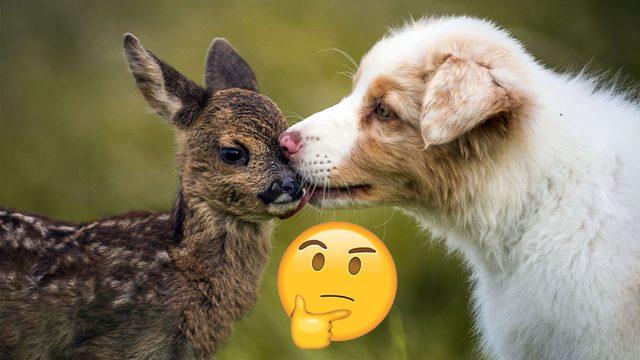 Hayvanlar da Tıpkı İnsanlar Gibi Birbirleri İle Dost Oluyor mu?