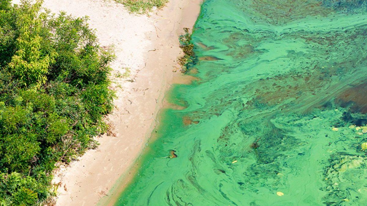 Bilim İnsanlarına Göre Okyanuslar Neden Yakın Zamanda Yeşil Bir Renge Bürünecek? Aslında Bir Zamanlar da Yeşildi!