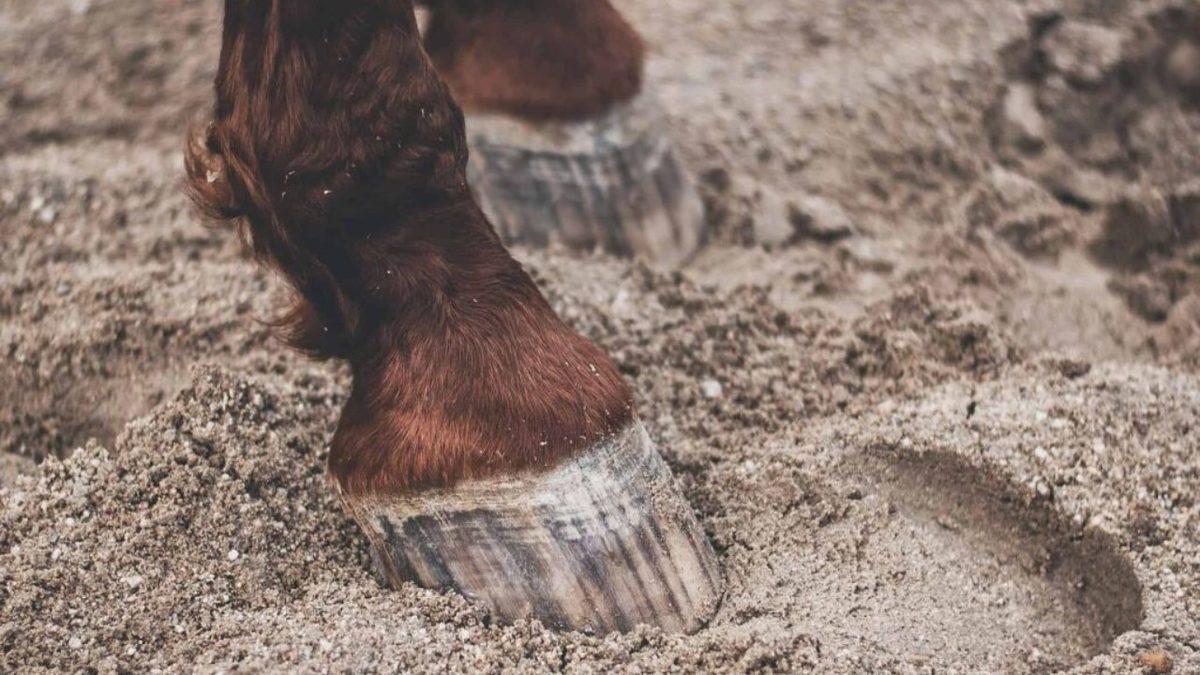 Bir Zamanlar Tutkal Yapmak İçin Neden Atlara İhtiyaç Vardı? Peki Hâlâ Var mı?