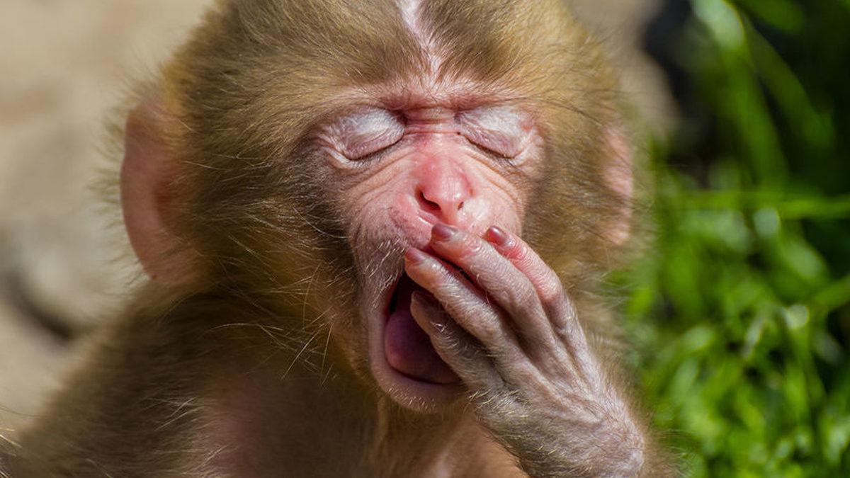 Esneme Süresi Beynin Ne Kadar Büyük Olduğunu Ele Veriyor Olabilir mi? İşte Bilimin Gözünden İlginç Bir Gerçek!