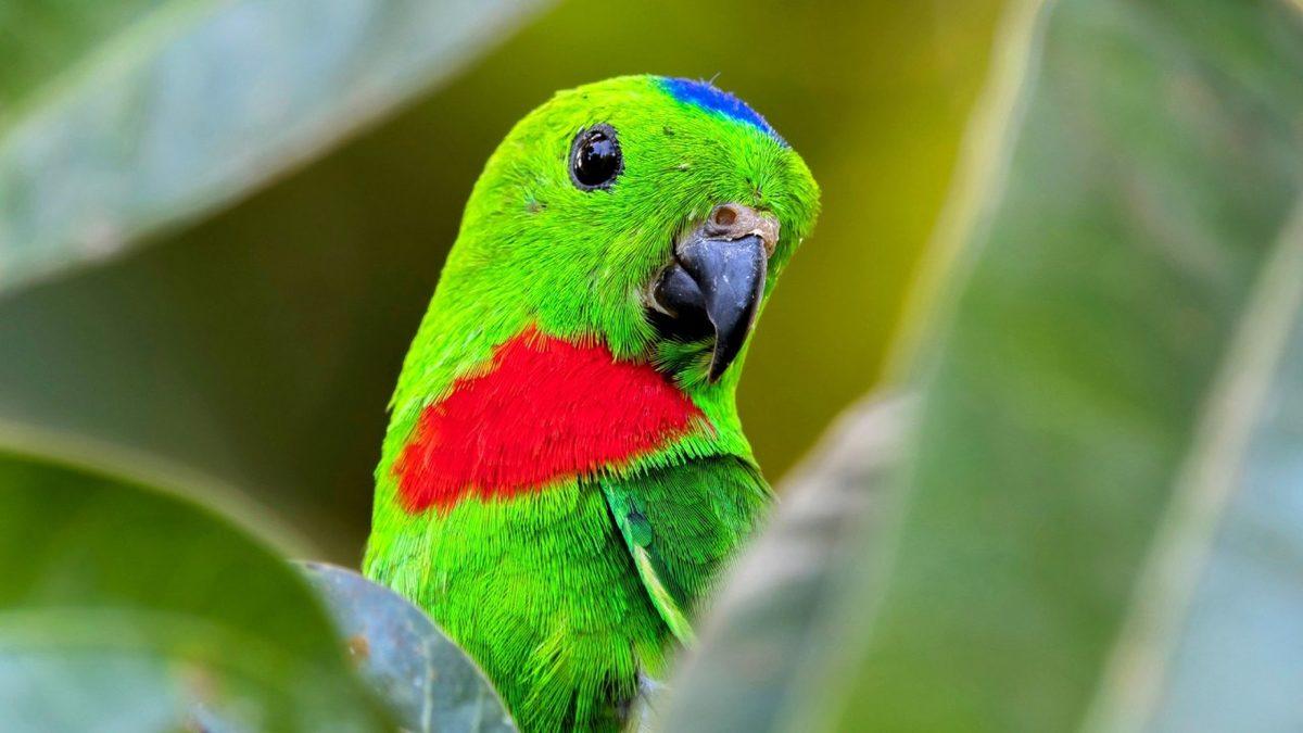 Uzun Kuyruklu Yeşil Papağanlar Neden Birbirlerinin Yuvalarına İzinsiz Girip Yavrulara Saldırıyorlar? Bir Miktar Keyfiniz Kaçacak!