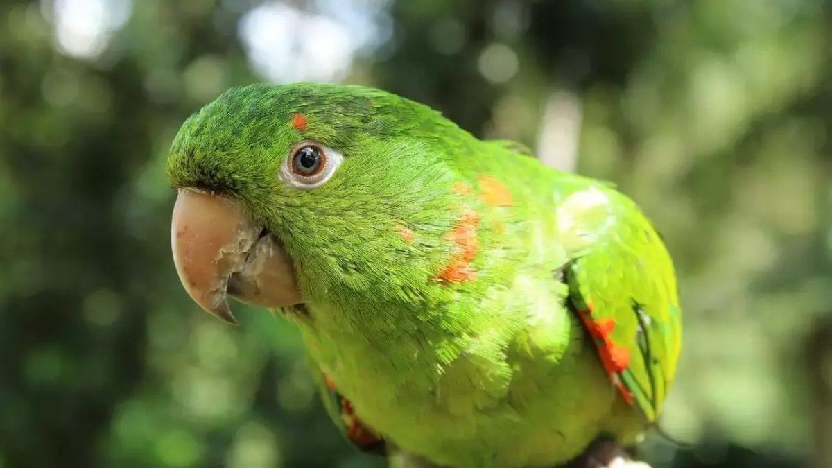 Uzun Kuyruklu Yeşil Papağanlar Neden Birbirlerinin Yuvalarına İzinsiz Girip Yavrulara Saldırıyorlar? Bir Miktar Keyfiniz Kaçacak!