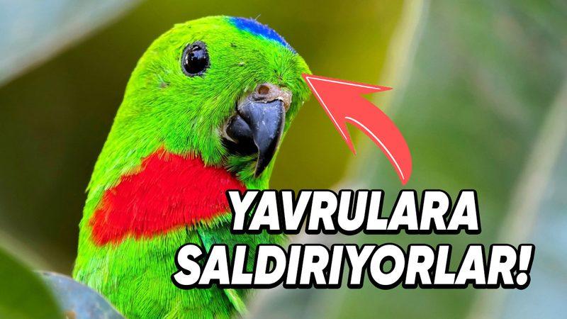 Uzun Kuyruklu Yeşil Papağanlar Neden Birbirlerinin Yuvalarına İzinsiz Girip Yavrulara Saldırıyorlar? Bir Miktar Keyfiniz Kaçacak!