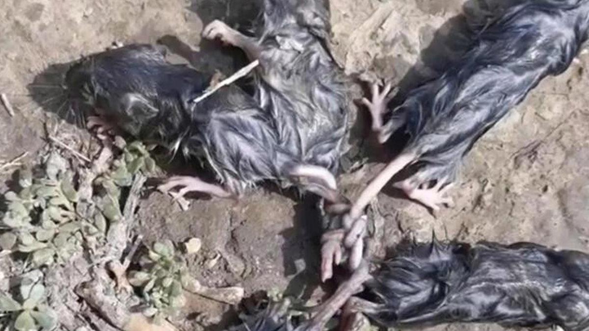 Doğanın En İlginç Olaylarından Biriyle Tanışın: Fareler Kuyruklarından Birbirine Dolanarak Ölüyorlar! İyi de Neden?