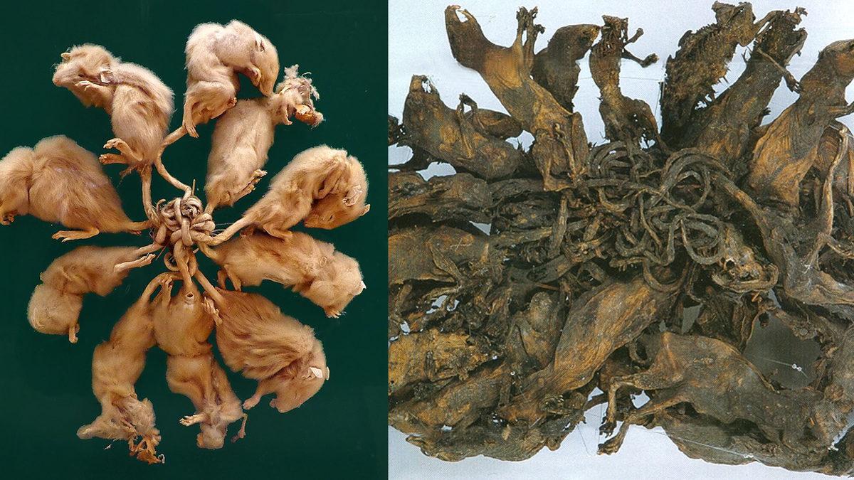 Doğanın En İlginç Olaylarından Biriyle Tanışın: Fareler Kuyruklarından Birbirine Dolanarak Ölüyorlar! İyi de Neden?