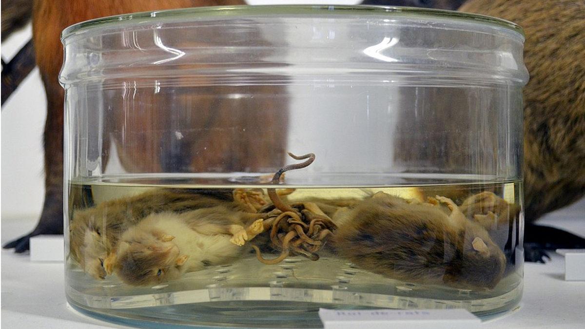 Doğanın En İlginç Olaylarından Biriyle Tanışın: Fareler Kuyruklarından Birbirine Dolanarak Ölüyorlar! İyi de Neden?