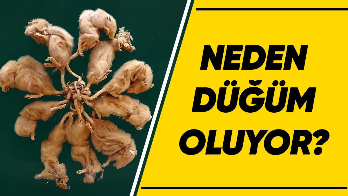 Doğanın En İlginç Olaylarından Biriyle Tanışın: Fareler Kuyruklarından Birbirine Dolanarak Ölüyorlar! İyi de Neden?