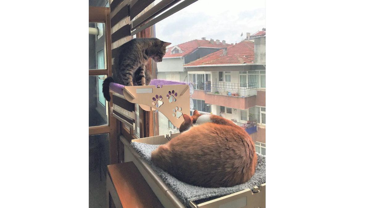 Kedinizin Mutlu Olmasını İstiyorsanız Bunları Mutlaka Yapmalısınız! İşte Pratik Öneriler