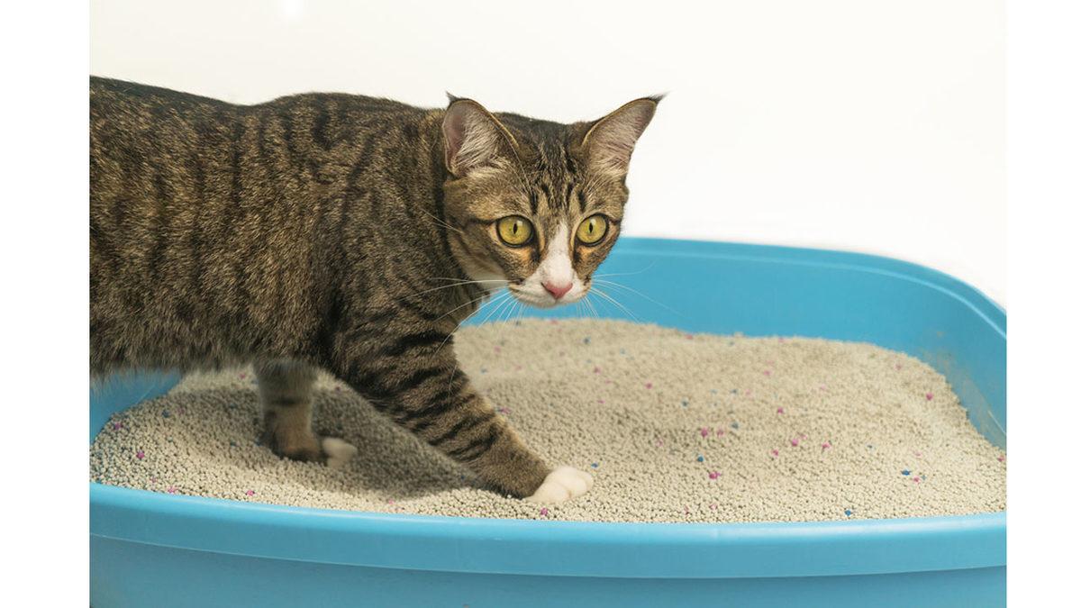 Kedinizin Mutlu Olmasını İstiyorsanız Bunları Mutlaka Yapmalısınız! İşte Pratik Öneriler