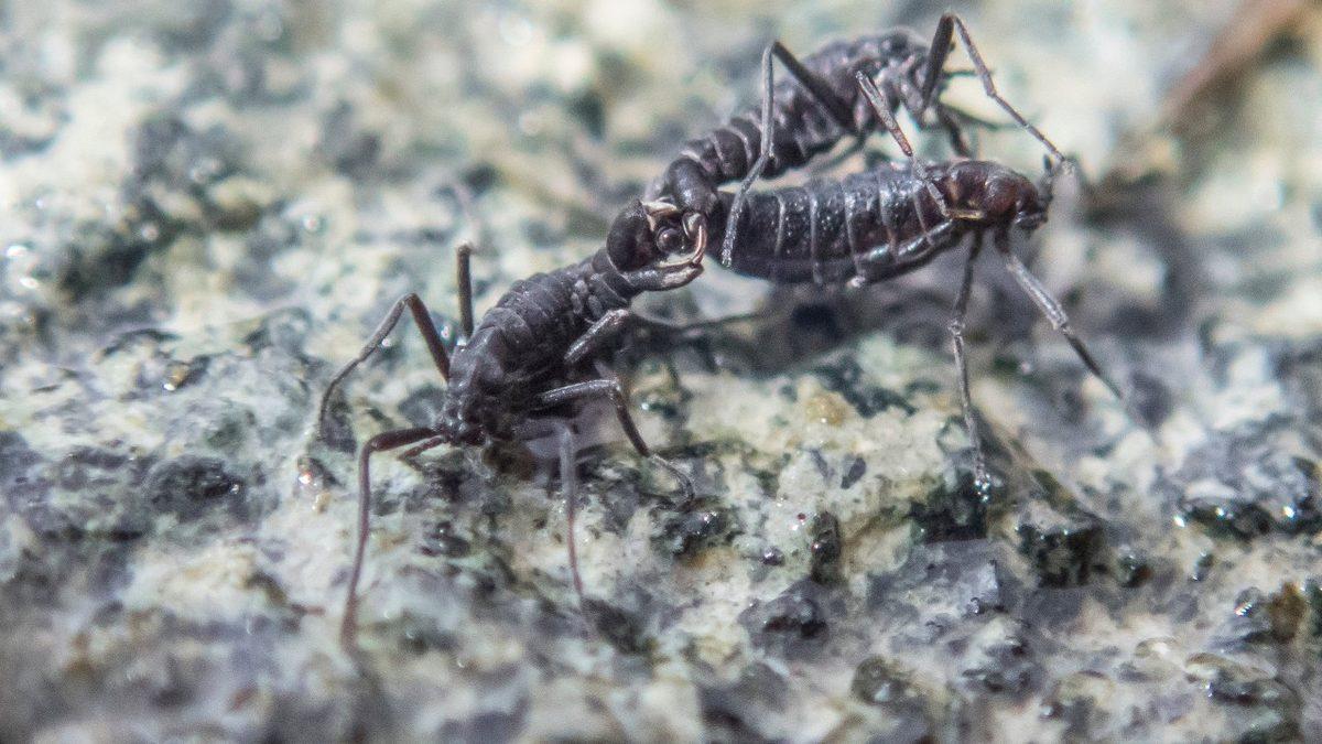 Antarktika Böcekleri Bu Bölgede Yaşayan Tek Canlı Olmayı ve Dondurucu Soğuklarda Hayatta Kalmayı Nasıl Başarıyor?