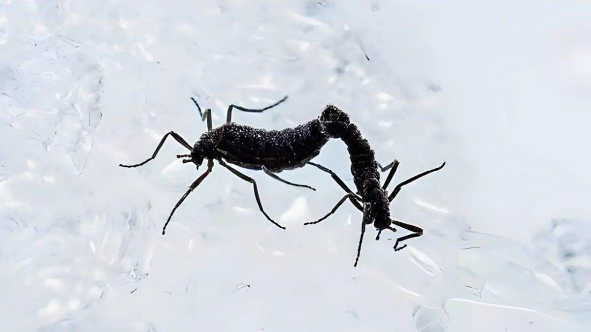 Antarktika Böcekleri Bu Bölgede Yaşayan Tek Canlı Olmayı ve Dondurucu Soğuklarda Hayatta Kalmayı Nasıl Başarıyor?