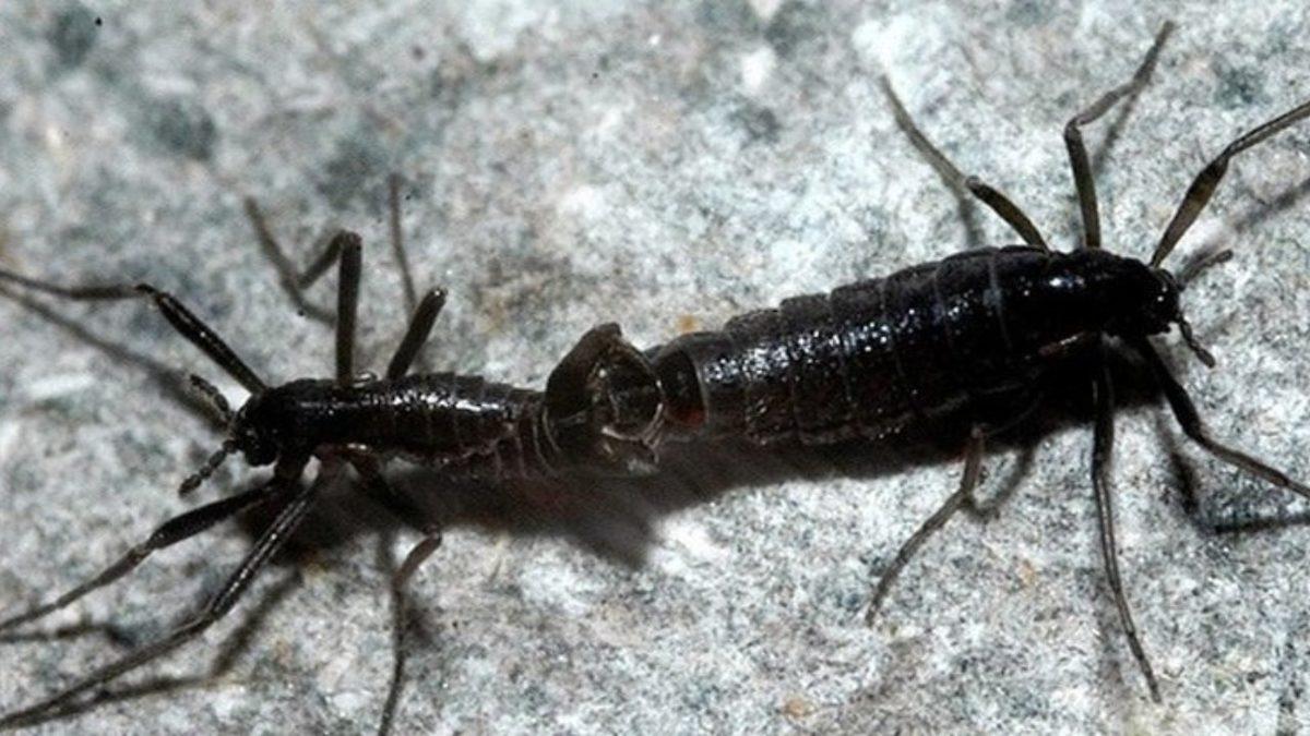 Antarktika Böcekleri Bu Bölgede Yaşayan Tek Canlı Olmayı ve Dondurucu Soğuklarda Hayatta Kalmayı Nasıl Başarıyor?