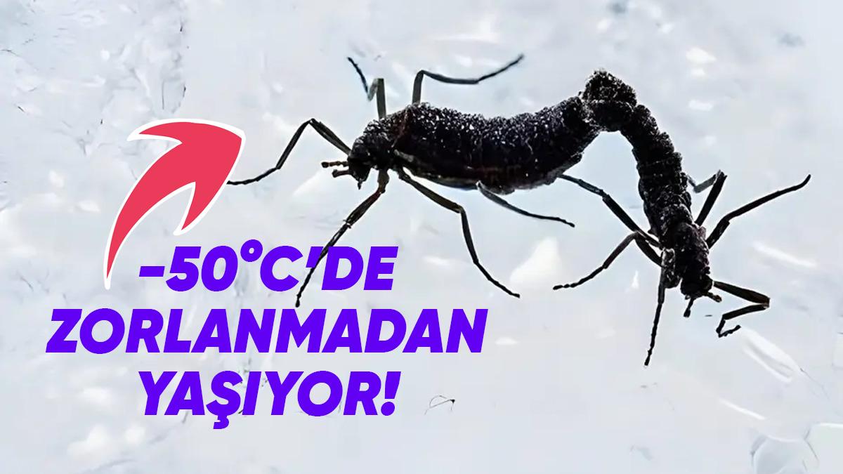 Antarktika Böcekleri Bu Bölgede Yaşayan Tek Canlı Olmayı ve Dondurucu Soğuklarda Hayatta Kalmayı Nasıl Başarıyor?