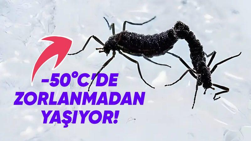 Antarktika Böcekleri Bu Bölgede Yaşayan Tek Canlı Olmayı ve Dondurucu Soğuklarda Hayatta Kalmayı Nasıl Başarıyor?