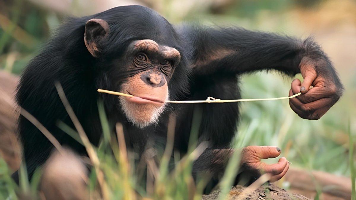 Hayvanlar Problemlerini Çözebilmek İçin En Fazla Neler Yapabilir? Yiyecek İçin Yerde Top Yuvarlayan Arılar Bile Var!