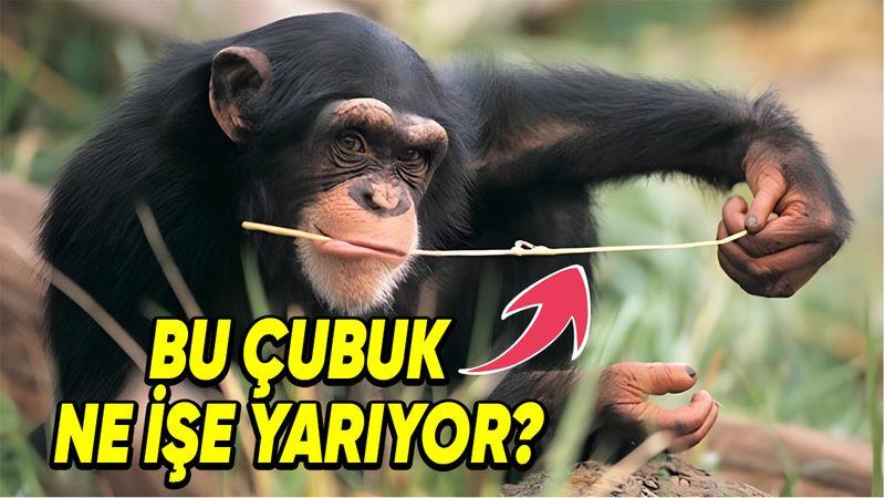 Hayvanlar Problemlerini Çözebilmek İçin En Fazla Neler Yapabilir? Yiyecek İçin Yerde Top Yuvarlayan Arılar Bile Var!