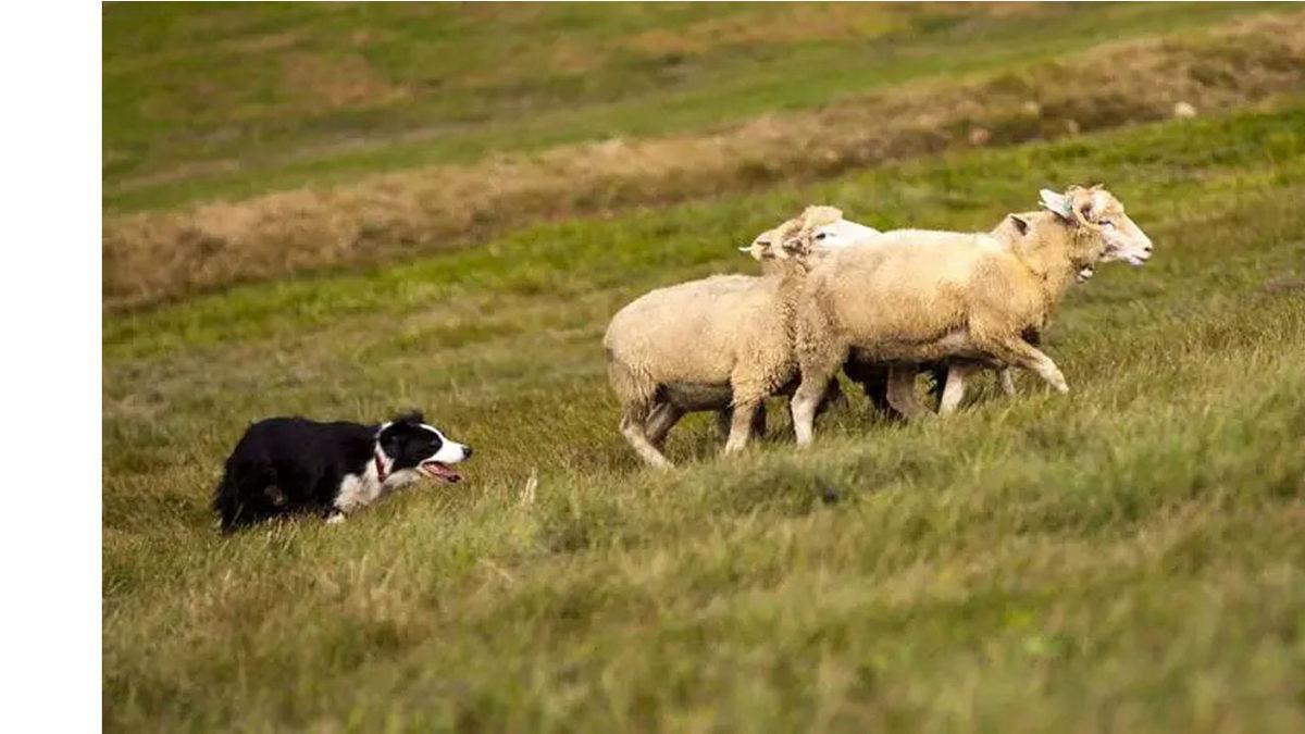 Köpeklerin Sürü Güdebilmesinin Ardındaki İlginç Matematiksel Olgu
