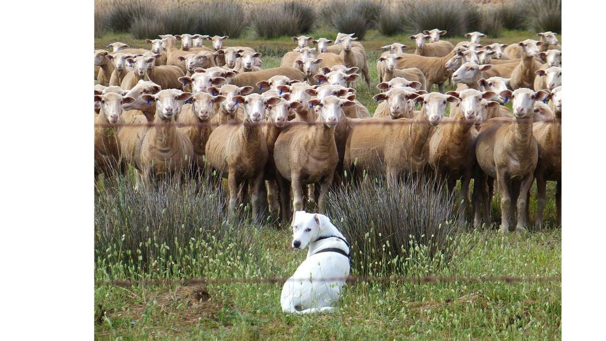 Köpeklerin Sürü Güdebilmesinin Ardındaki İlginç Matematiksel Olgu