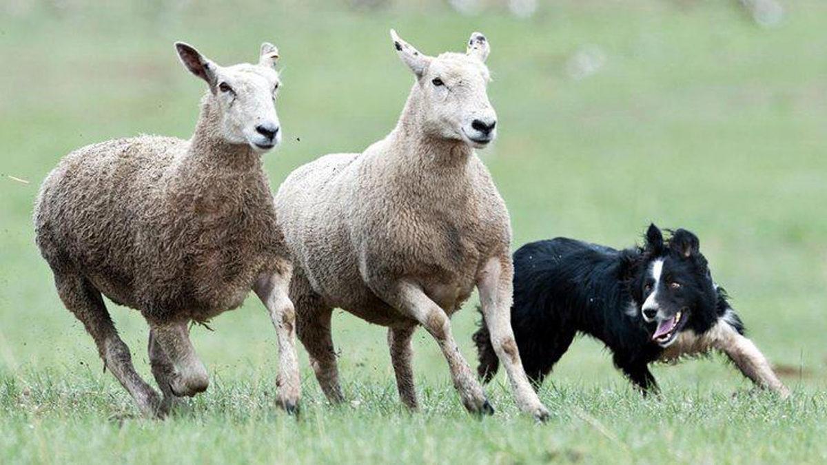 Köpeklerin Sürü Güdebilmesinin Ardındaki İlginç Matematiksel Olgu