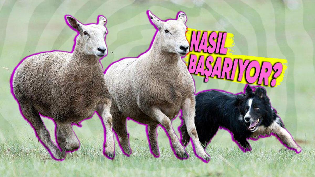 Köpeklerin Sürü Güdebilmesinin Ardındaki İlginç Matematiksel Olgu