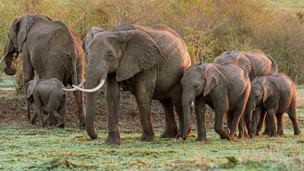 Bilime Göre Filler, Tıpkı İnsanlar Gibi Birbirlerine İsim Veriyor ve Sesleniyor! Peki Bunu Nasıl Yapıyorlar?