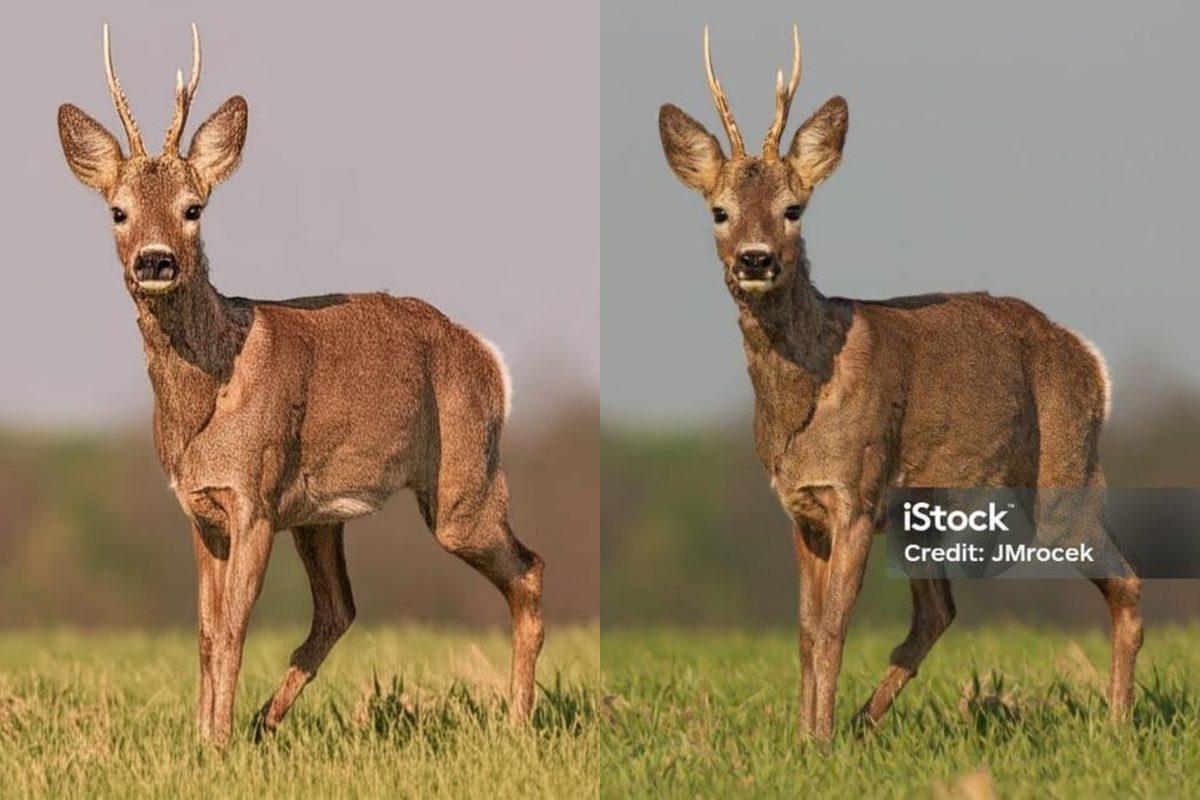 Google’ın Yapay Zeka Aracı Gemini, Telif Hırsızlarına Maşa Oldu: Görsellerdeki Fligranları Kolayca Kaldırıyor!