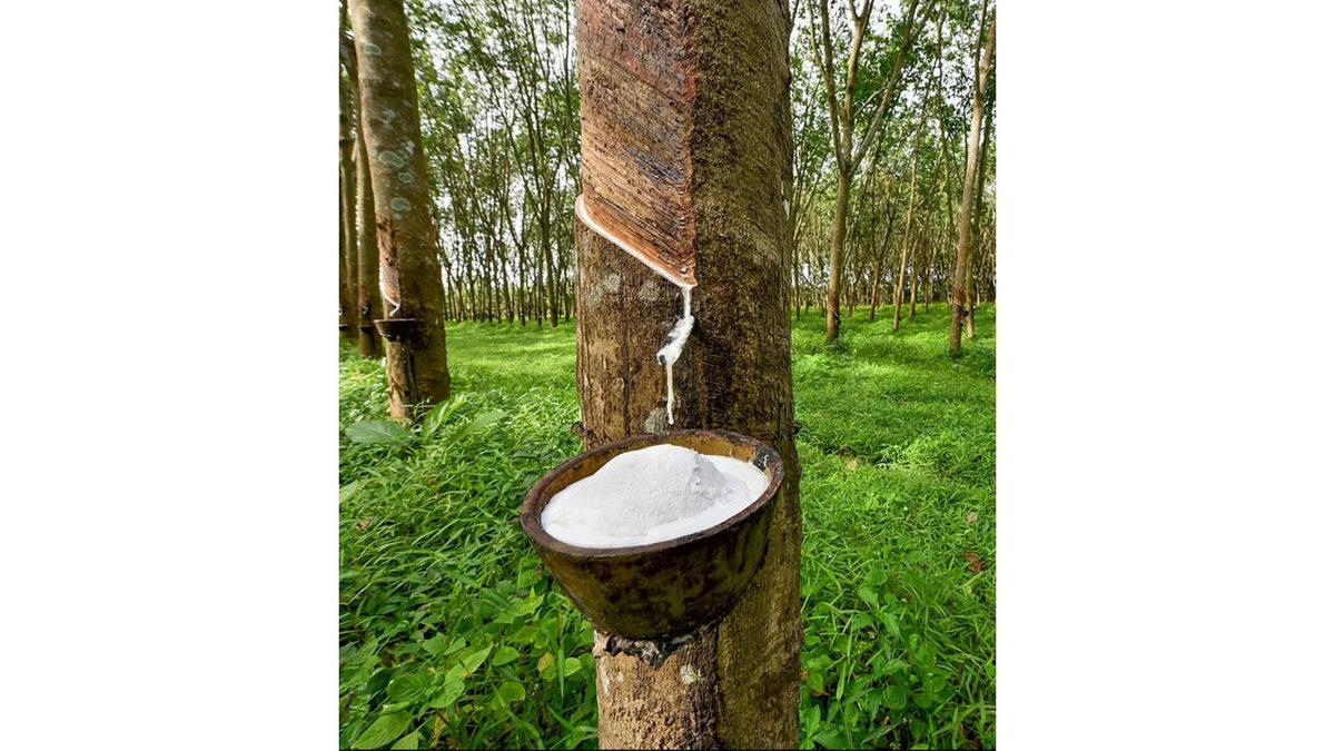 Ağaçlardan Çıkan Bu Süt Benzeri Beyaz Sıvıyı Hayatımızın Her Alanında Nasıl Kullanıyoruz?